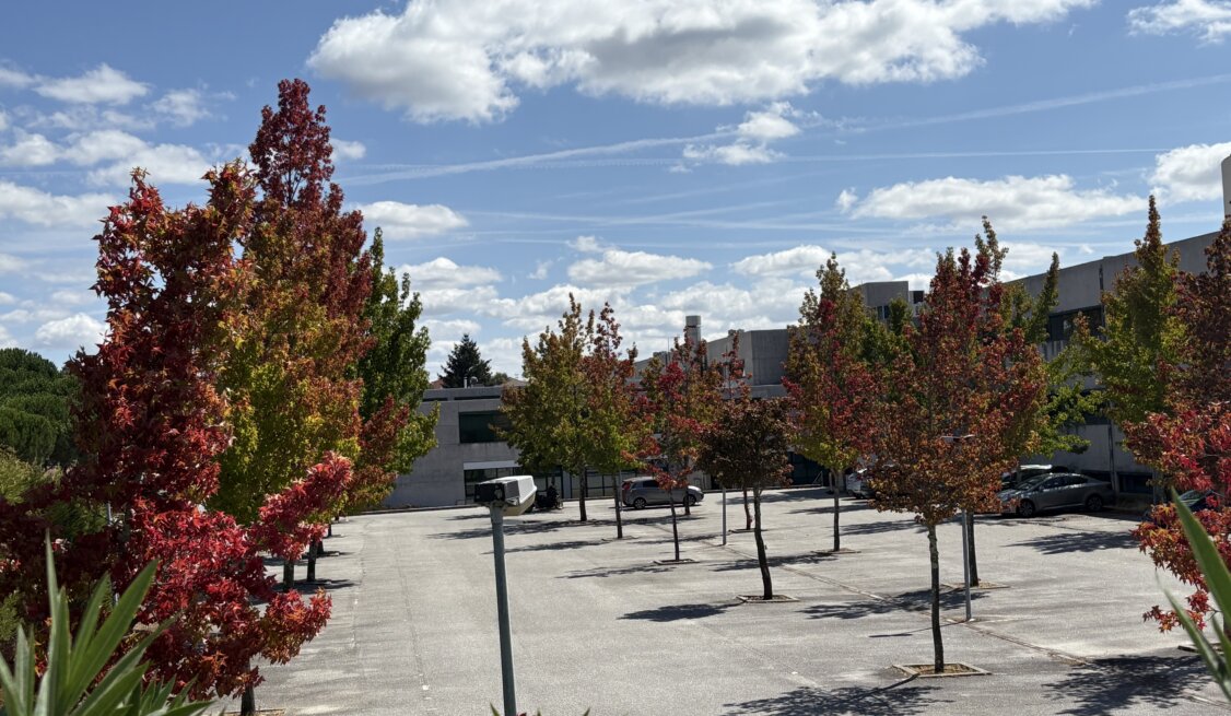 Anunciando a chegada do Outono, em Viseu - PT