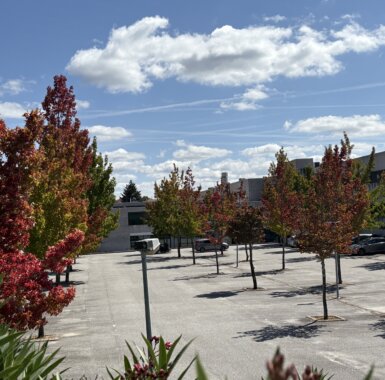 Anunciando a chegada do Outono, em Viseu - PT